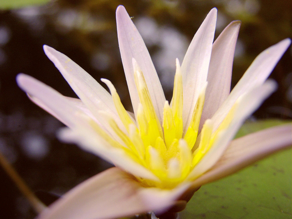 Nymphaea minuta Aug 29 06 outside Image038